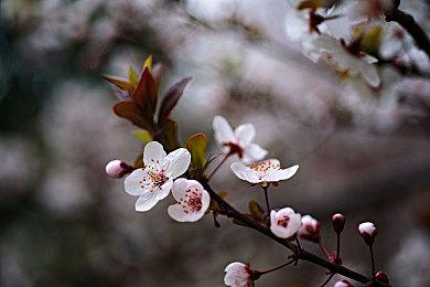 鹰角买断制新作《来自星尘》AppStore页面上线 2月27日推出